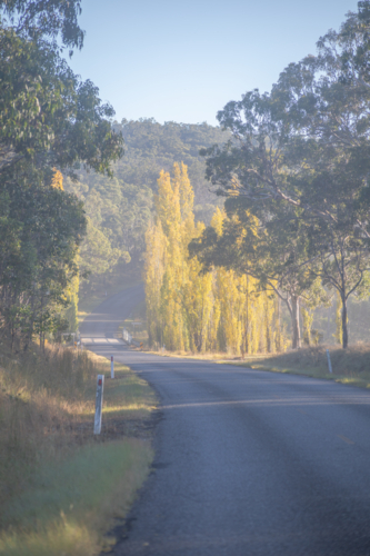 Autumn colours on trees beside country road - Australian Stock Image
