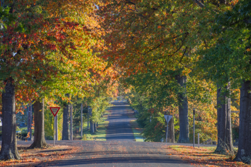 Autumn colours on trees beside country road - Australian Stock Image