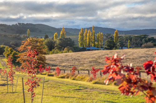 Autumn colours, red leaves, golden poplars under cloudy skies - Australian Stock Image