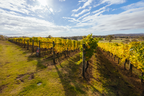 Autumn day with yellow coloured vines in the Tamar Valley near Launceston Tasmania - Australian Stock Image