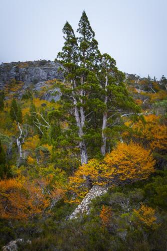 Autumn fagus and pencil pine - Australian Stock Image
