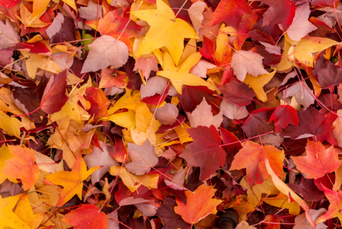 Autumn forest floor leaves - Australian Stock Image