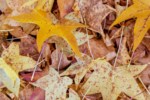 Autumn forest floor leaves - Australian Stock Image