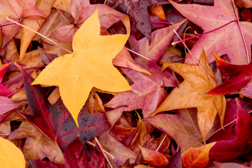 Autumn forest floor leaves - Australian Stock Image