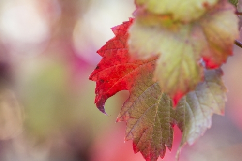 Autumn grape leaf - Australian Stock Image