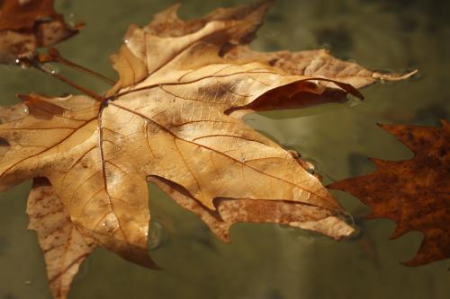 Autumn leaf in water - Australian Stock Image