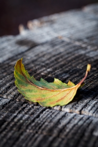 Autumn leaf on a tree stump