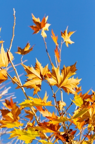 Autumn leaves against blue sky - Australian Stock Image