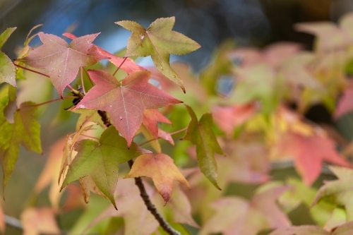 autumn leaves - Australian Stock Image