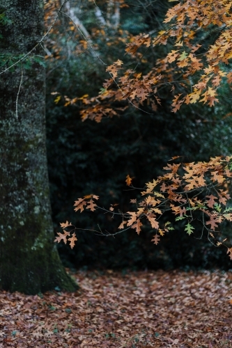 Autumn Leaves - Australian Stock Image