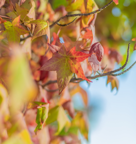 Autumn leaves - Australian Stock Image