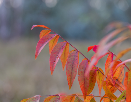 Autumn leaves - Australian Stock Image