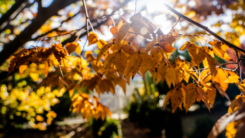 Autumn Leaves - Australian Stock Image