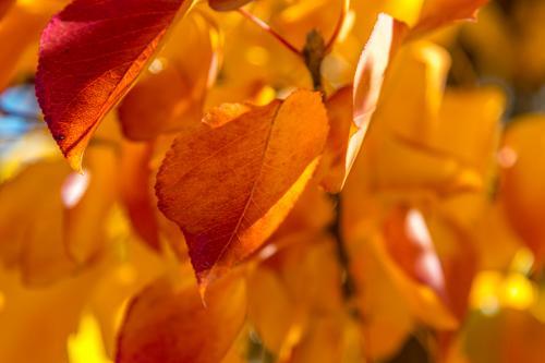 Autumn leaves beginning to fall - Australian Stock Image