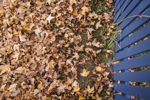 Autumn leaves beside a blue picket fence