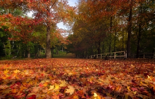 Autumn leaves in a rural setting