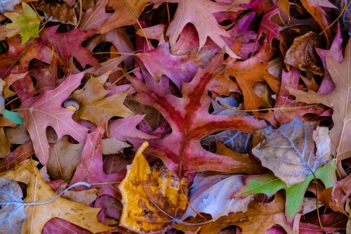 Autumn leaves in Canberra
