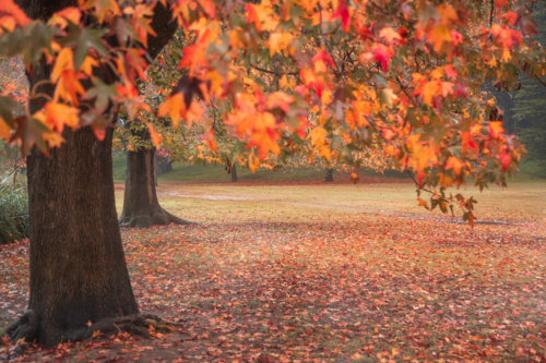 Autumn leaves in Centennial Park - Australian Stock Image