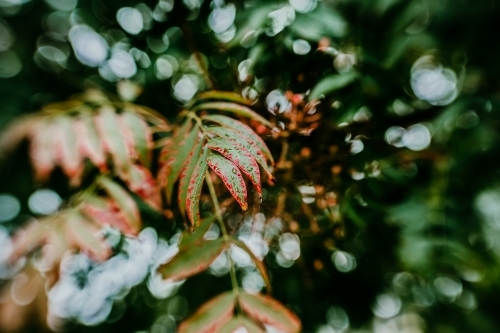 Autumn leaves in rain