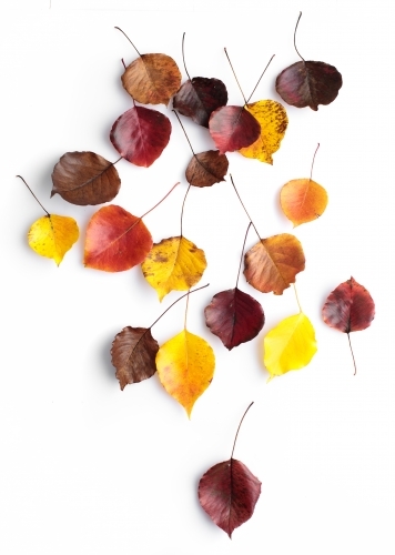 Autumn leaves of various colours on blank background - Australian Stock Image