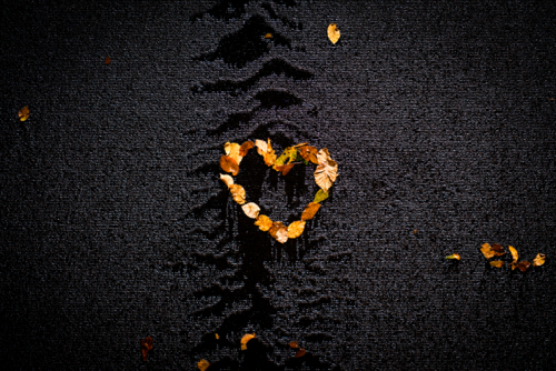 Autumn Leaves on a Black Wall - Australian Stock Image