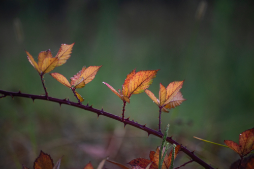 Autumn leaves on a branch - Australian Stock Image