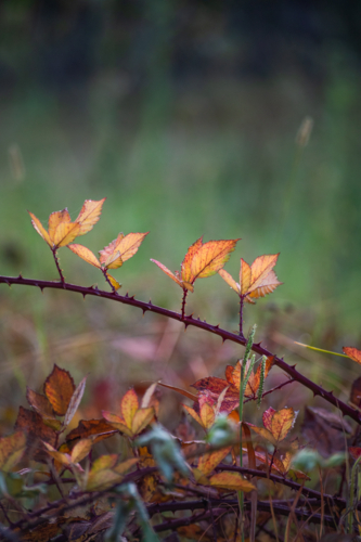 Autumn leaves on a branch - Australian Stock Image