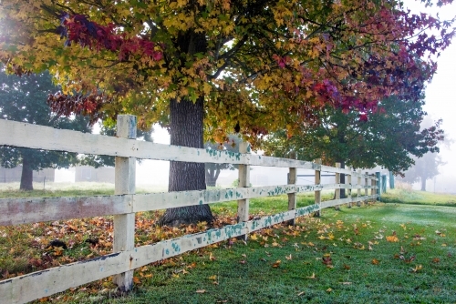 Autumn leaves on a tree beside a white post and rail fence - Australian Stock Image