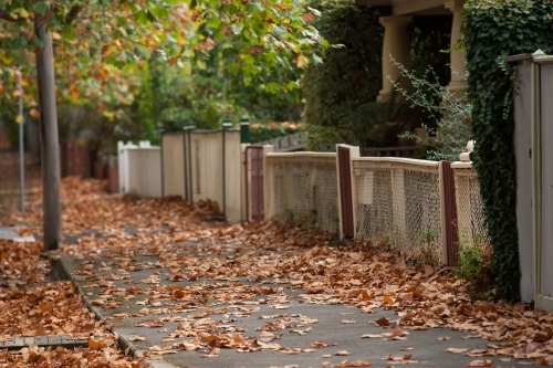 Autumn leaves on a tree lined footpath - Australian Stock Image