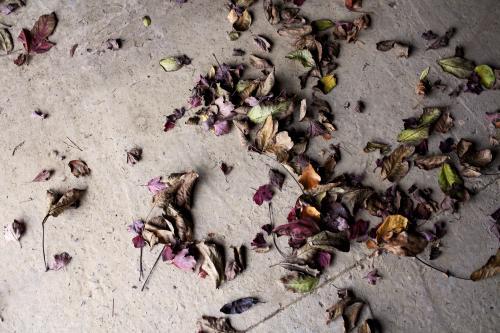 Autumn leaves on pavement - Australian Stock Image
