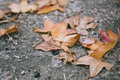 Autumn leaves on the ground - Australian Stock Image