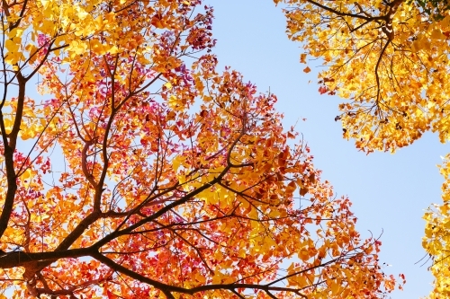 Autumn leaves on trees - Australian Stock Image