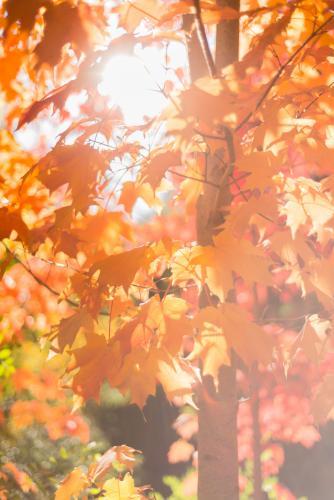 autumn leaves with sun flare - Australian Stock Image