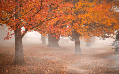 Autumn morning fog in Berrima - Australian Stock Image