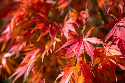 Autumn red and orange maple leaves
