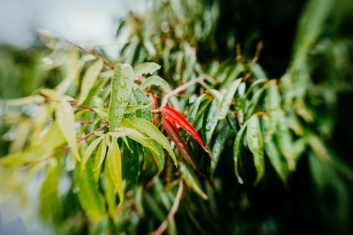 Autumn red leaves in rain - Australian Stock Image