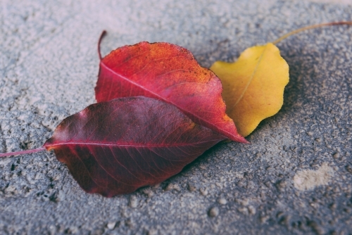 Autumn scene: closeup of colorful leaves lying on rough ground. - Australian Stock Image