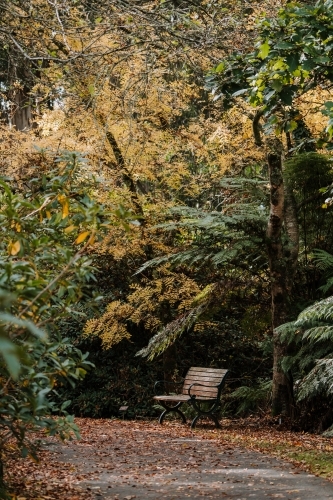 Autumn Seat - Australian Stock Image