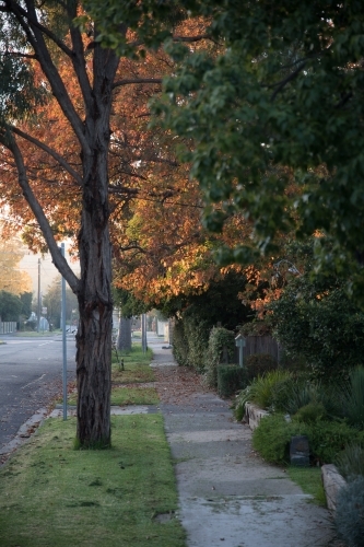 Autumn sunset on suburban street - Australian Stock Image