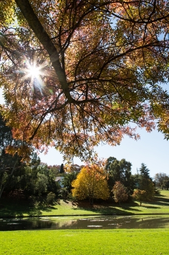 Autumn tree and leaves in a park with sun flare