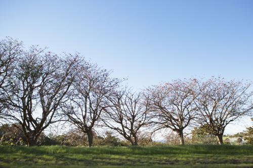 Autumn trees side by side - Australian Stock Image