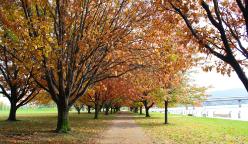 Autumn trees with branches overhead forming avenue over path through parkland - Australian Stock Image