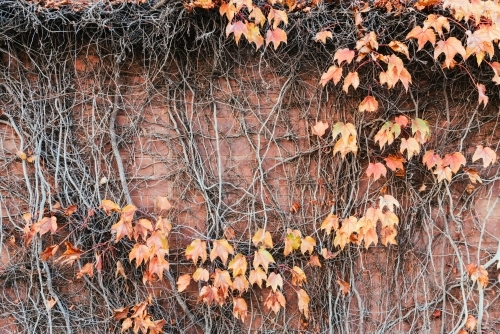 Autumn view: red ivy covered old brick wall.