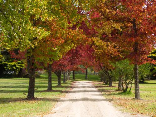 Avenue of trees with autumn leaves - Australian Stock Image