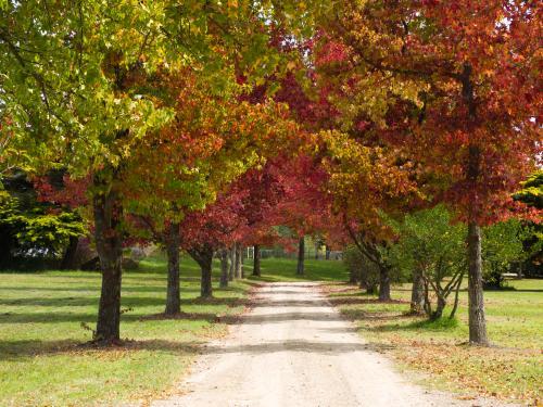 Avenue of trees with autumn leaves