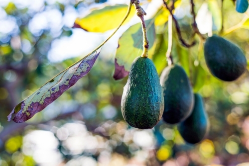 Avocados growing on a tree - Australian Stock Image