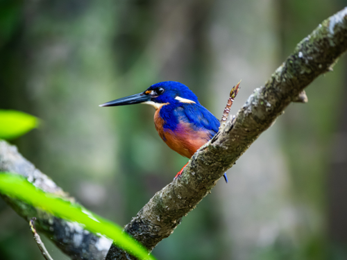 Azure Kingfisher on a branch - Australian Stock Image