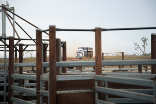 B-double stock truck seen approaching through cattle yards - Australian Stock Image