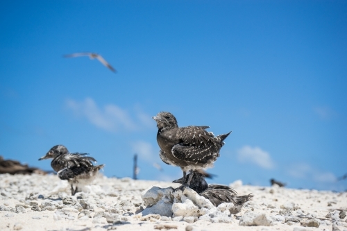 Baby bird taking shelter from the sun - Australian Stock Image
