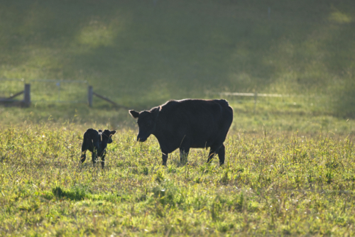 Baby calf and mother cow backlit in paddock - Australian Stock Image